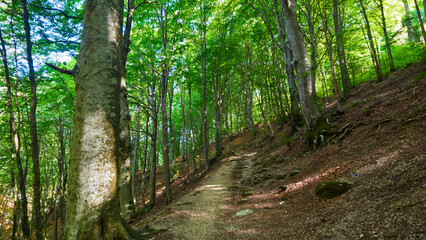 Fototapeta premium Hiking in the beech forest of Val di Ranco - Umbria - Italy