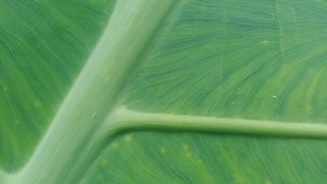 Green leaf veins form an intricate natural geometric pattern across the broad tropical plant surface.