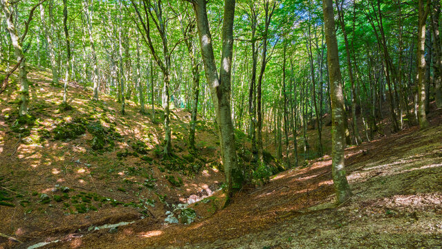 Hiking in the beech forest of Val di Ranco - Umbria - Italy