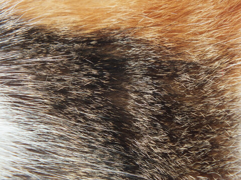 full frame animal cat pets fur background close up with copy space for text, soft comfortable visual wallpaper