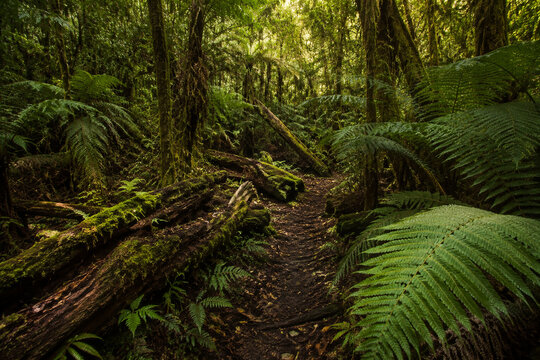 Uncivilized primeval forest floor with ferns and mossy logs