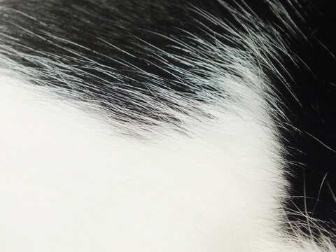 full frame animal cat pets fur background close up with copy space for text, soft comfortable visual wallpaper