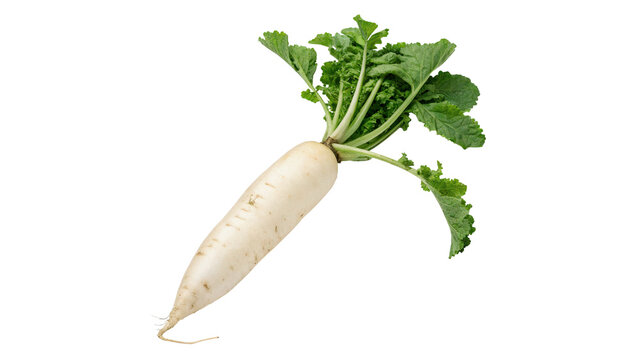 Fresh raw white daikon radish with green leaves isolated on a white background