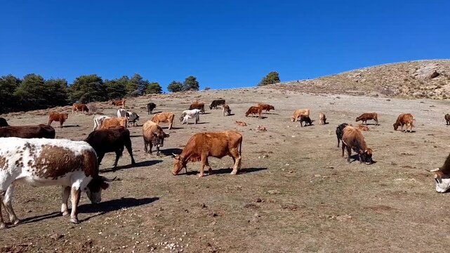 Herd of cows feeding on fodder due to pastures parched by drought in Europe. Sierra Nevada, Spain.