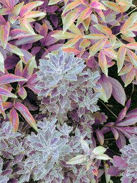 pink leafs in the garden