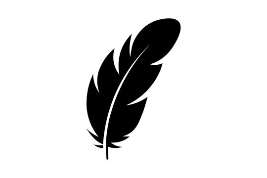 feather on white background