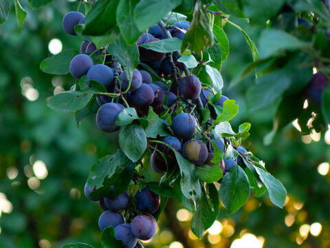 Ripe blue plums hanging on lush tree branches surrounded by green leaves in an orchard