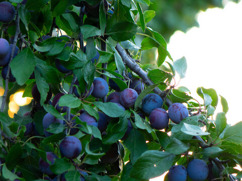 Ripe blue plums hanging on lush tree branches surrounded by green leaves in an orchard