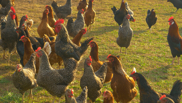 CLOSE UP: Small flock of free range chickens explore the sunlit grassy farmland.