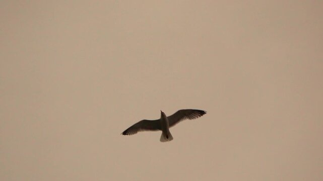 Solitary seagull soars across an overcast evening sky while gracefully gliding through the air. Low-angle tracking shot.
