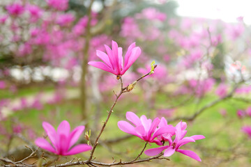 Beautiful pink magnolia flowers in a spring city park © Maria Sbytova