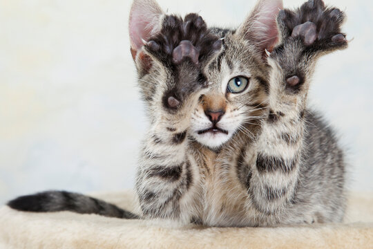 Domestic cat, kitten stretching out paw, portrait, close-up