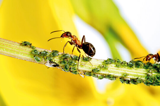 Red ants on stem with aphids