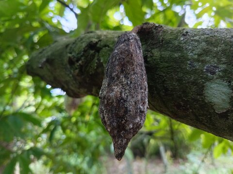 Diseased cacao pod infested with white mealybugs hanging on a tree branch mealybug infestation pest damage cocoa disease infected fruit agricultural pest plant pathology