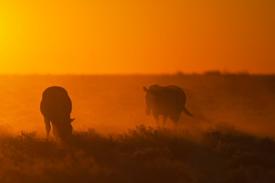 Africa, Namibia, Burchell's zebra in etosha national park at sunset
