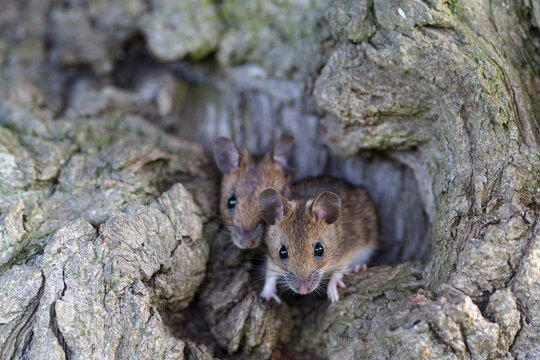 Germany, Bavaria, Two yellow-necked Mouse on rock, close up