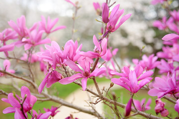Beautiful pink magnolia flowers in a spring city park © Maria Sbytova