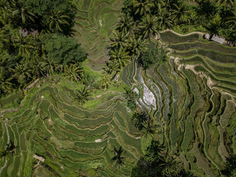 Indonesia, Bali, Ubud, Tegalalang, Aerial view of rice fields, terraced fields