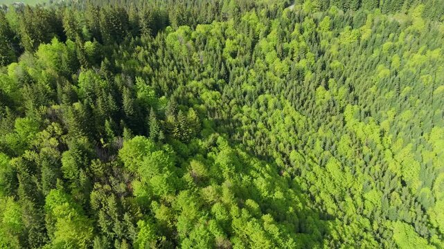 Aerial Bird Eye View of Lush Green Mixed Forest