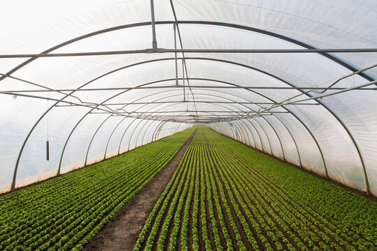 Germany, Baden Wuerttemberg, Rows of lettuce in greenhouse