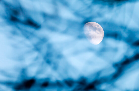 The daytime moon shines through blurred tree branches in Sagres