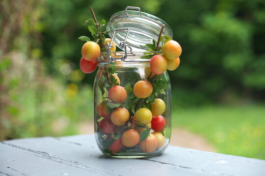 Mirabelle, Mirabellenbaum, Obstbrand, Zwetschge, Marmelade,
Mirabellenmarmelade, Pflaume
