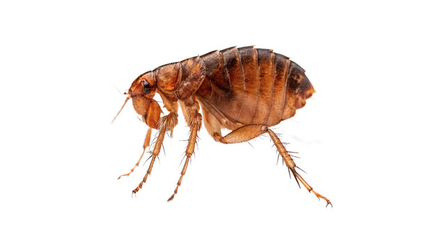 Small brown flea parasite insect crawling wildlife macro portrait isolated on white background