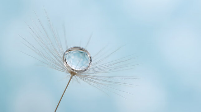 Extreme macro photography of a single dandelion seed with a perfect water drop on blue background