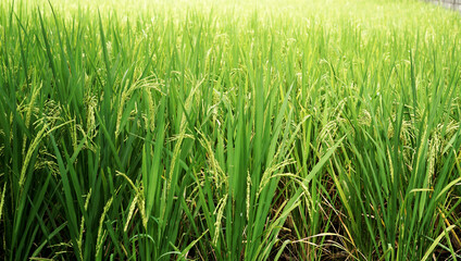Obraz premium rice plants, expanse of rice plants