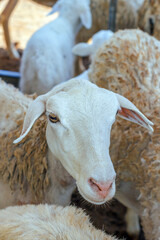 Portrait of an alert domestic sheep looking forward in a crowded pen. © FdaxssPhotos