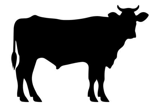 PNG Cow silhouette livestock cattle.