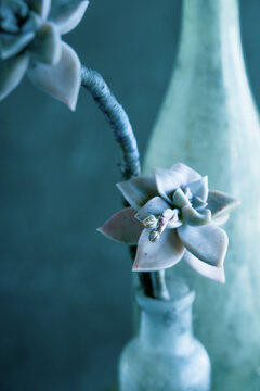 plante grasse , succulente , fleur &agrave; rosette parfaite , couleurs douces , po&eacute;sie , g&eacute;ometrie naturelle ,bleus , verts ,rose ,esth&eacute;tique , d&eacute;coratif gros plan ,Echeveria ,