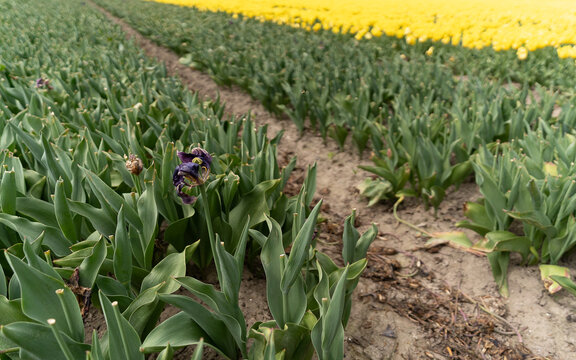 Agricultural tulip field showing emerging flower rows during the spring growing season in the Netherlands