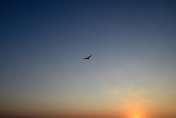 Fototapeta premium Seagull flying over italian beach at sundown. Marina di Torre del Lago Puccini, Tuscany, Italy.