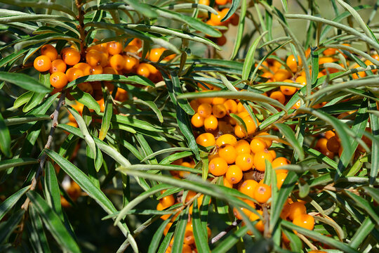 Sea Buckthorn Berries on Branch in Nature with sunlight, close up