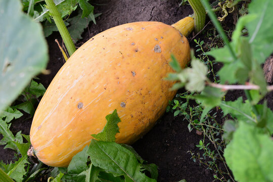 Yellow Spaghetti Squash Growing in Garden, close up, organic pumpkin