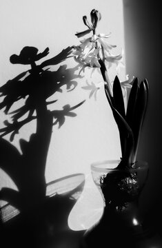 fleur , jacinthe , bulbe ,fleur blanche , noir et blanc , ombre  , lumi&egrave;re , lumi&egrave;re d'hiver , graphique , nature , botanique , v&eacute;g&eacute;tal , plante , ornementale , d&eacute;coration , simplicit&eacute; , minimalisme 