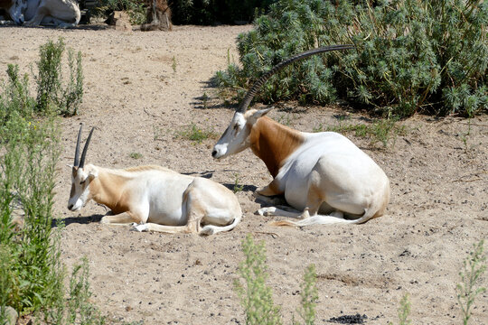 Ritratto di un Antilope nota come orice con corna a scimitarra