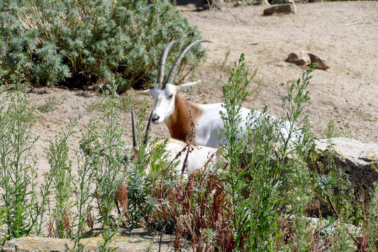 Ritratto di un Antilope nota come orice con corna a scimitarra