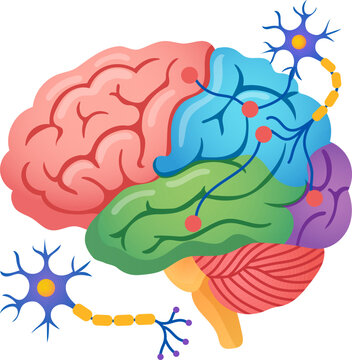 Brain neuron neuroscience anatomy cerebrum cerebellum synapse neural nerve medical colorful brain anatomy illustration with neuron and synapse connection, highlighting neuroscience research