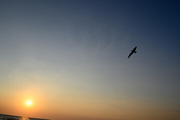 Fototapeta premium Seagull flying over italian beach at sundown. Marina di Torre del Lago Puccini, Tuscany, Italy.