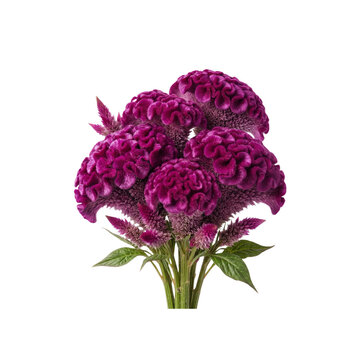 Vibrant purple cockscomb flowers, blooming celosia cristata bouquet, exotic velvet brain flower on white background