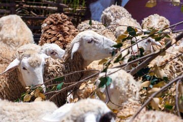 Close-up of a white sheep actively chewing green leaves from a branch among its flock. © FdaxssPhotos
