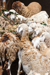 High-angle view of a dense flock of sheep feeding on leafy branches. © FdaxssPhotos