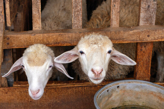 Two white sheep looking through a wooden fence above a metal feeding trough.
