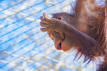 Bornean orangutan (Pongo pygmaeus © Alberto Giron 