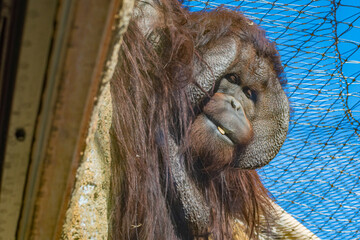 Bornean orangutan (Pongo pygmaeus © Alberto Giron 
