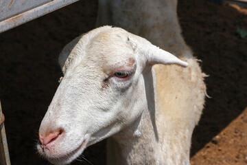 Close-up profile of a white domestic sheep standing in a sunlit farm enclosure. © FdaxssPhotos