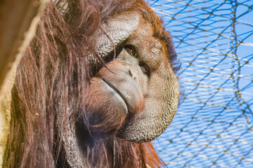 Bornean orangutan (Pongo pygmaeus © Alberto Giron 