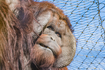 Bornean orangutan (Pongo pygmaeus © Alberto Giron 